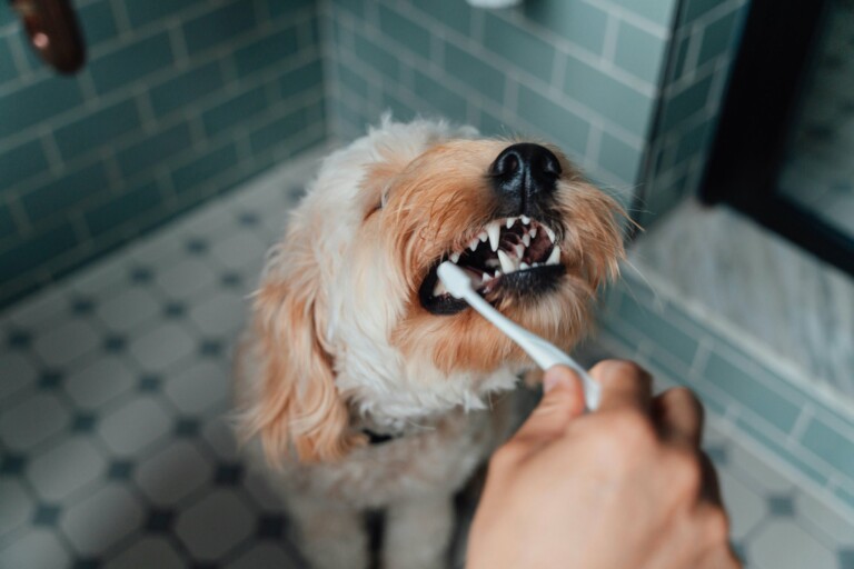Be For Real Right Now: Do I Actually Need To Be Brushing My Dog